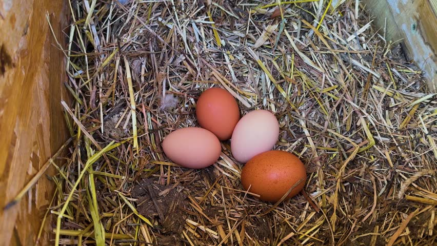 Close up shot inside the chicken coop of freshly laid eggs in the nest.