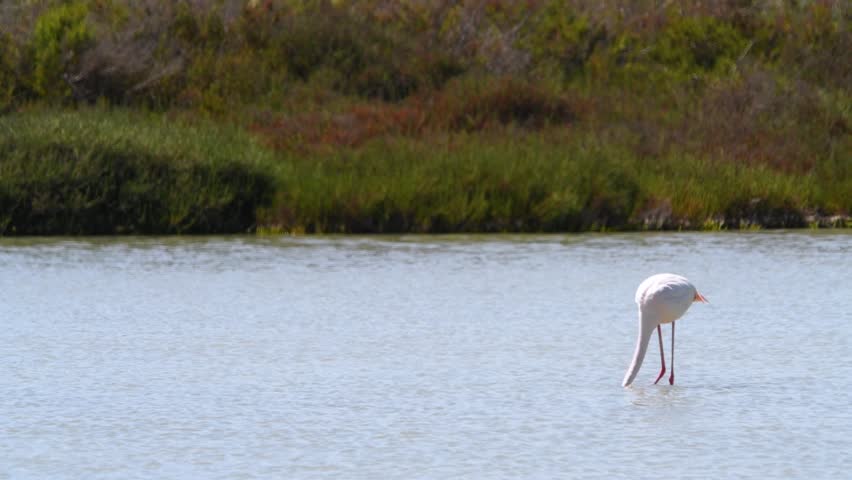 Wading Flamingo in Sunlight – Bird Feeding in Shallow Water