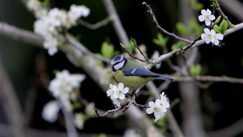 A Blue Tit, Cyanistes caeruleus, in a flowering Plum tree in early Spring. UK