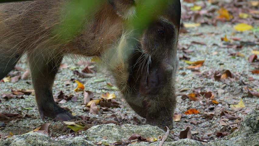 Close up shot of a Red River Hog (Potamochoerus porcus) actively foraging on the ground.