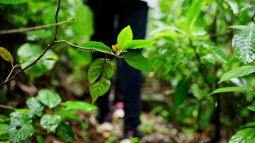 A Low-angle view of adventurers boots stepping through wetland trails brushing green bushes in a rugged natural landscape likely in western ghats