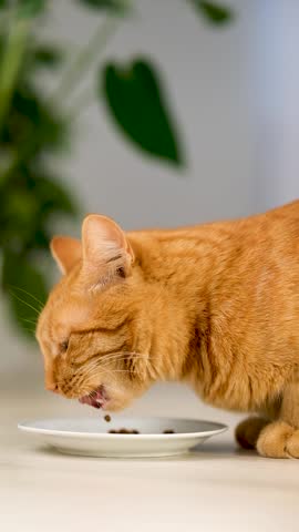 Adorable tabby ginger cat eating from a bowl at home on light background. Cute domestic pet enjoying food. Concept of pet care, nutrition, and feline food advertising.