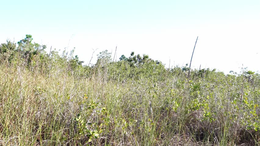 High-key wide shot of a subtropical marshland or wet prairie. Dense yellow grasses and green shrubs dominate the foreground under a pale, overexposed sky. Technical stock landscape.