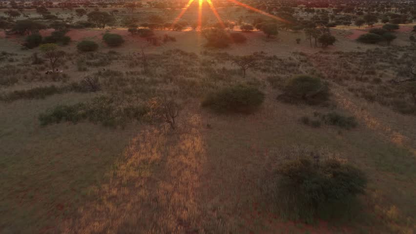 Golden sunbeam illuminating african safari savannah in Namibia, serene panorama of untouched wilderness and pristine nature, highlighting natural environment