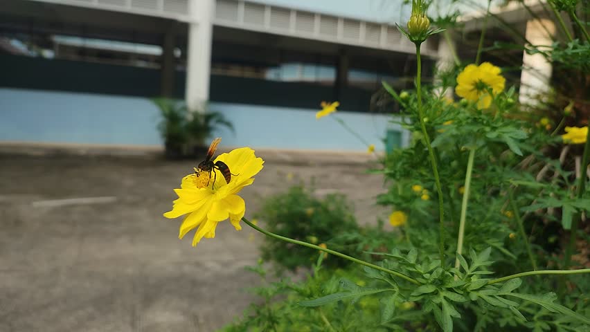 Dancing Yellow Bloom in Breeze

Description: Close-up footage of a bright yellow Cosmos sulphureus flower swaying gently in the wind. Captured in an outdoor urban setting, this video highlights the contrast between vivid natural beauty and muted architectural surroundings. Perfect for editorial, lifestyle, or nature-themed projects.