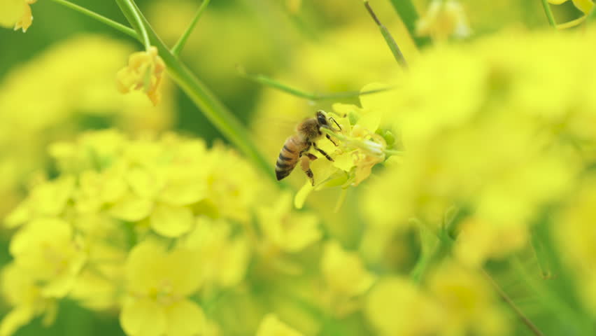 Honeybees collecting nectar from rapeseed flowers, a sign of the arrival of spring.