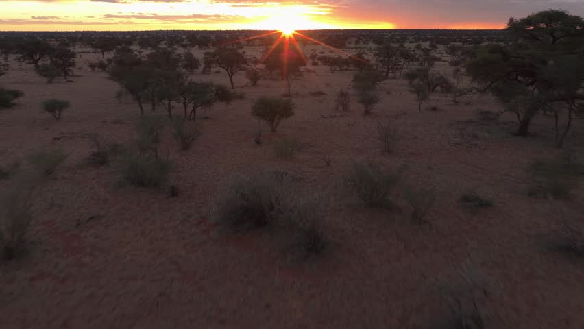 Golden sun setting over arid savannah landscape of Kalahari Desert in Namibia, serene wild nature scene with acacia trees and bushes at sundown, southern Africa