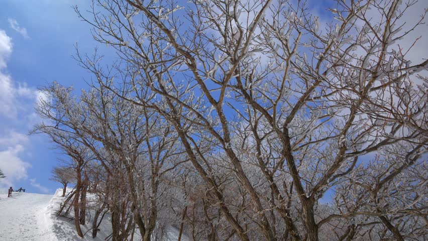 [Mount Gozaisho] Winter scenery of frost-covered trees against a blue sky.