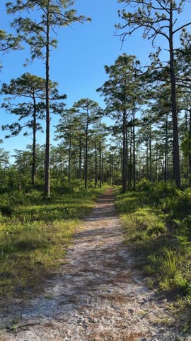 A sandy walking path stretches through tall pine trees beneath a clear blue sky. Bright peaceful woodland landscape with sunlight, grass, and open natural space.