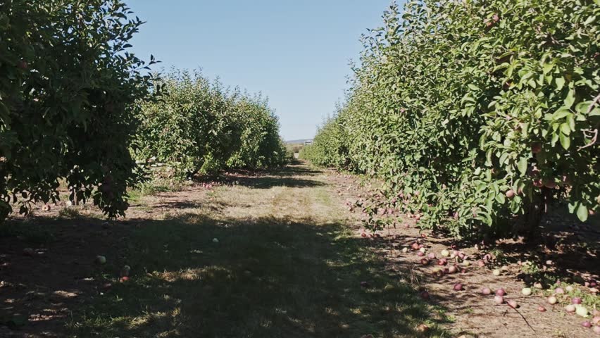 Cinematic view at sunset: apple trees laden with ripe red apples in Nova Scotia, Canada. Warm golden light creates a magical and peaceful harvest scene in the orchard 4K.