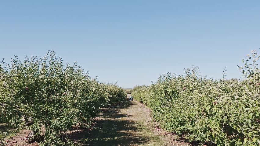 Beautiful autumn scene in a Nova Scotia orchard, Canada. Branches heavy with juicy red apples ready to be harvested, warm sunlight filtering through the leaves, peaceful farm atmosphere 4K.