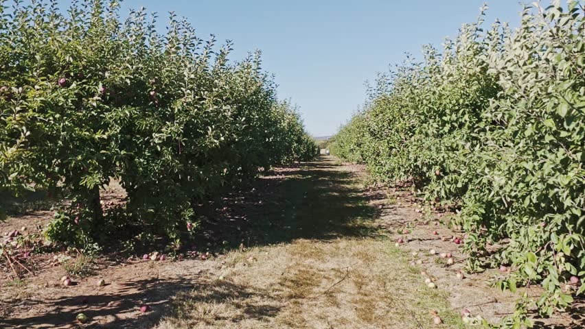 Beautiful sunset in an apple orchard in Nova Scotia, Canada. Branches full of vibrant red ripe apples glow under golden evening sky, serene rural farm landscape 4K.