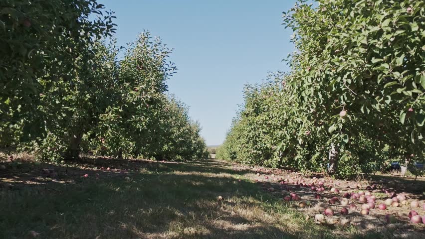 Wide and view of apple trees heavy with ripe red apples at sunset in Nova Scotia, Canada. Warm golden light illuminates the orchard, peaceful harvest season atmosphere 4K