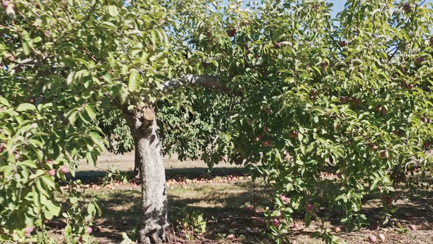 Idyllic view of apple trees laden with ripe red apples in a Nova Scotia orchard, Canada. Bright sunny autumn day, fruit ready for picking, classic Canadian harvest landscape 4K
