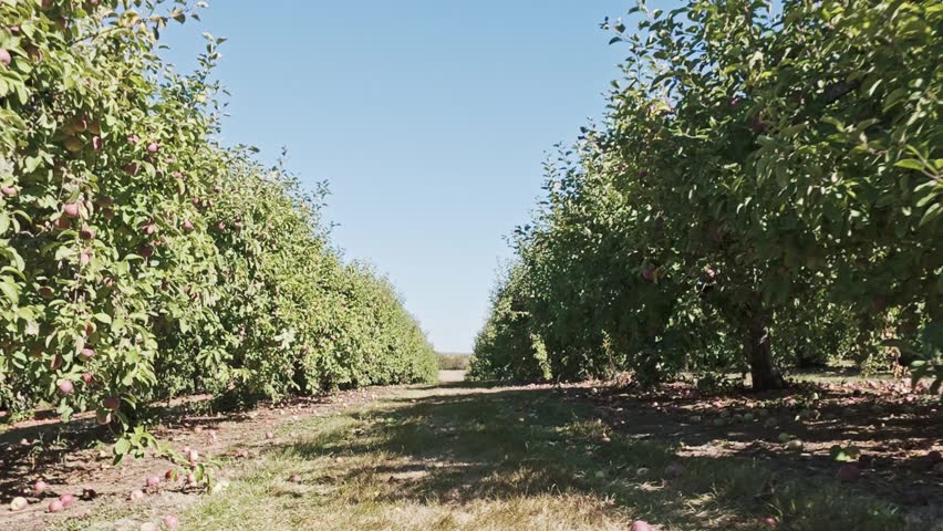 Trees with red apples ready to be picked in orchard. Red Apples on tree in garden in Natural background Nova Scotia, Canada, America,