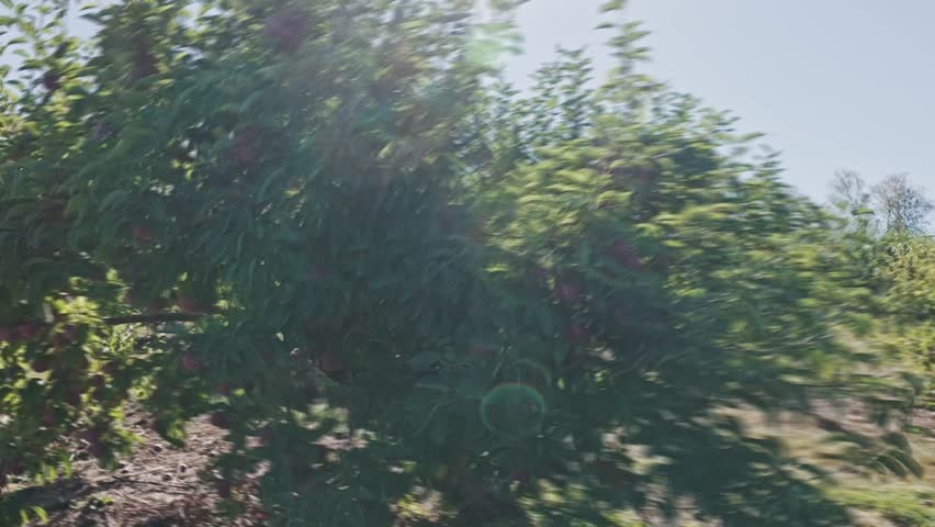 Golden hour aerial and ground view of a beautiful apple orchard in Nova Scotia, Canada. Ripe red apples hang on trees during warm sunset, peaceful farm landscape with glowing sky 4K.
