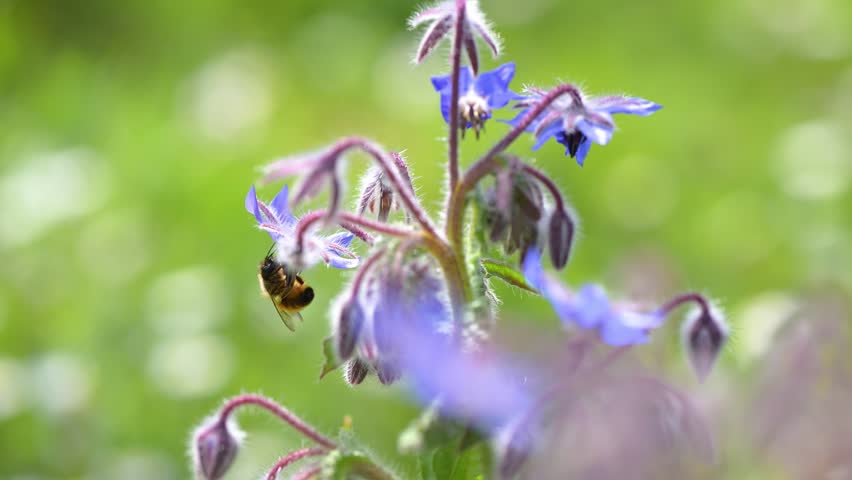 Female Red mason bee nectaring on Borage flowers in spring in a city garden. Osmia bicornis, Borago officinalis, Indre-et-Loire 37, région Centre-Val de Loire, France, European Union, Europe