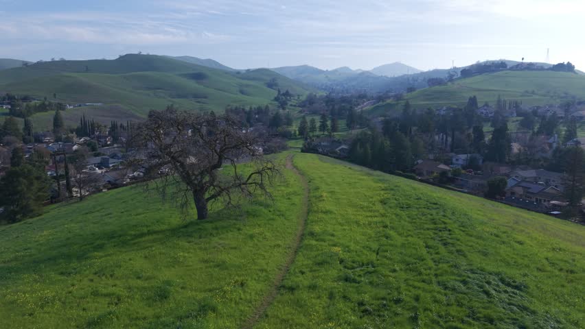 drone shot of an old tree on the top of a green grass hill with a single pathway in the middle of the trail
