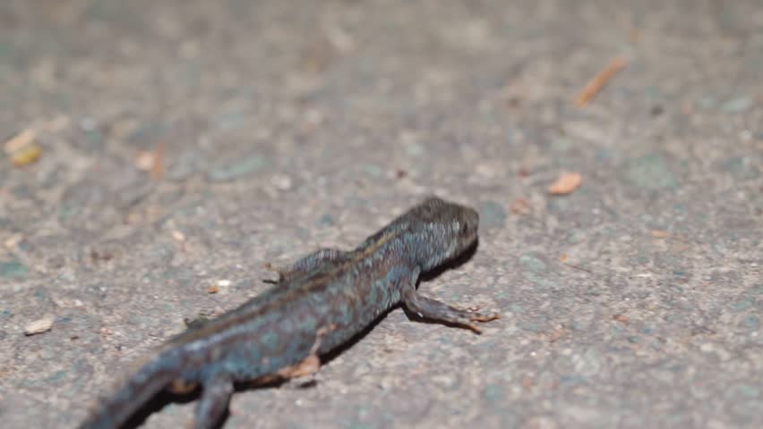 Alpine Newt Walking Away on Road Surface During Anual Migration, Textured Skin In Low Light (Macro Rear Close Up Shot)