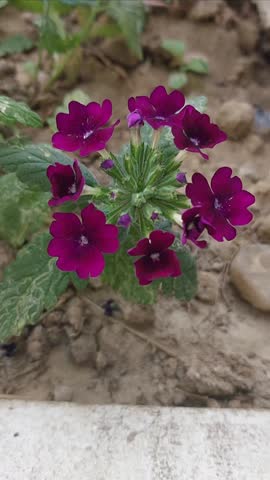 Macro Shot of Vibrant Purple Verbena Flowers in Bloom