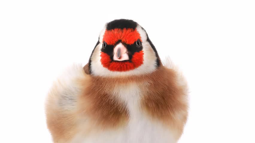 European goldfinch bird portrait isolated on white background. Animated cinemagraph, parallax animation, based on an original photograph. 
