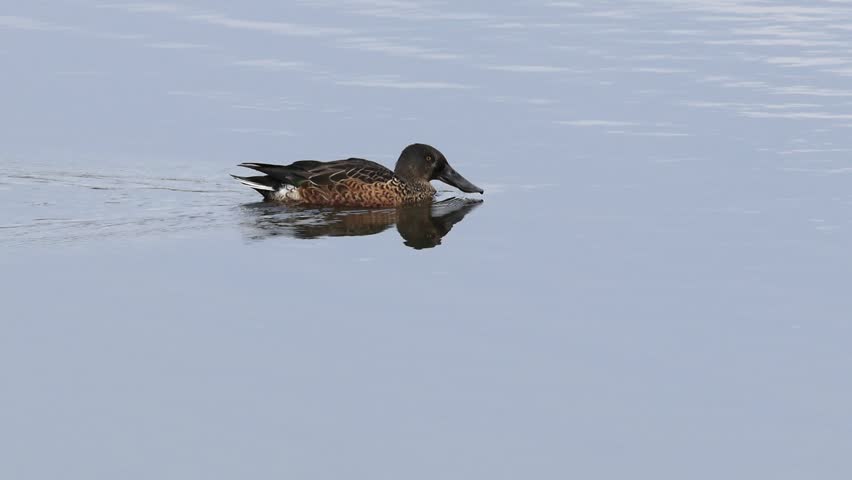 A northern shoveler swims across the dark, shimmering pond toward an oncoming gadwall; a male northern shoveler in non-breeding plumage; waterfowl on the lake; Spatula clypeata reflected in the lake