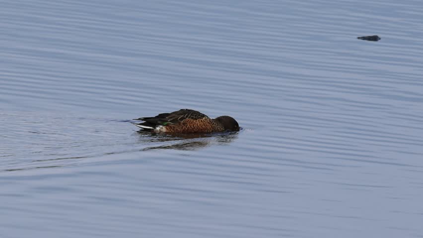 A northern shoveler swims across the dark, shimmering pond in search of food; a male northern shoveler dabbling; waterfowl on the lake; Spatula clypeata reflected in the lake