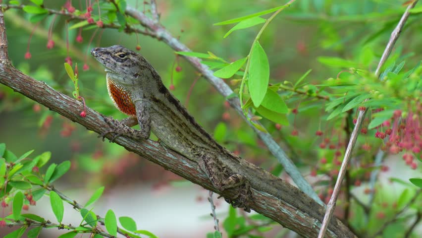 Close up shot of a male Brown Anole (Anolis sagrei) displays its vibrant orange and red dewlap.