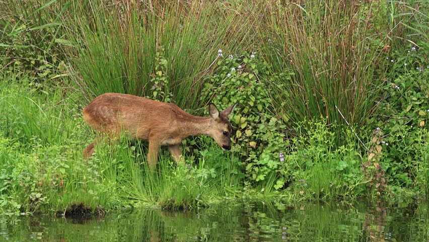 fawn eats wildflowers, deer trudges through wildflowers, deer on the overgrown bank, young deer on the overgrown bank, wild animals sniff at wild plants, Capreolus capreolus