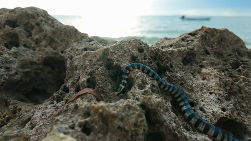 Calm banded sea krait resting on textured coastal rocks with ocean shimmer
