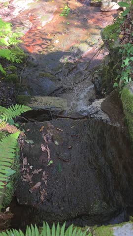 water in a natural stream, Galicia, Spain
