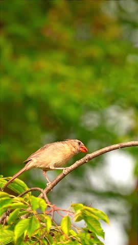 Small Brown Bird Perched on Branch with Green Background