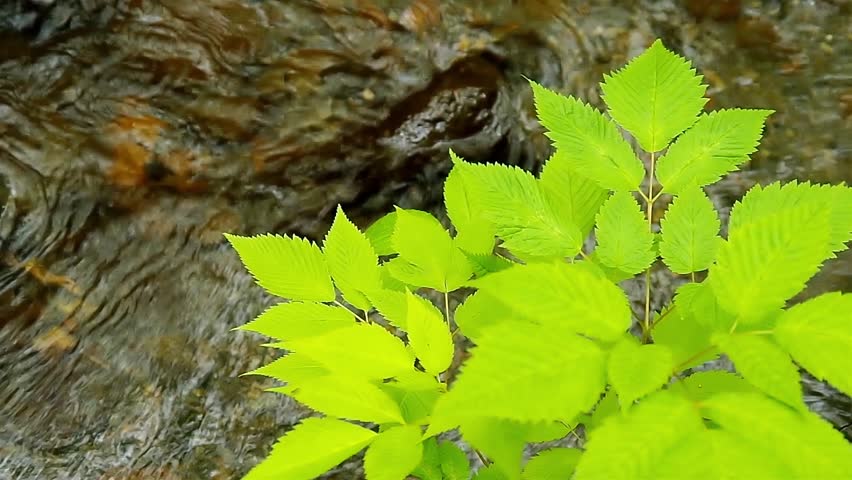 fresh green leaves on riverside