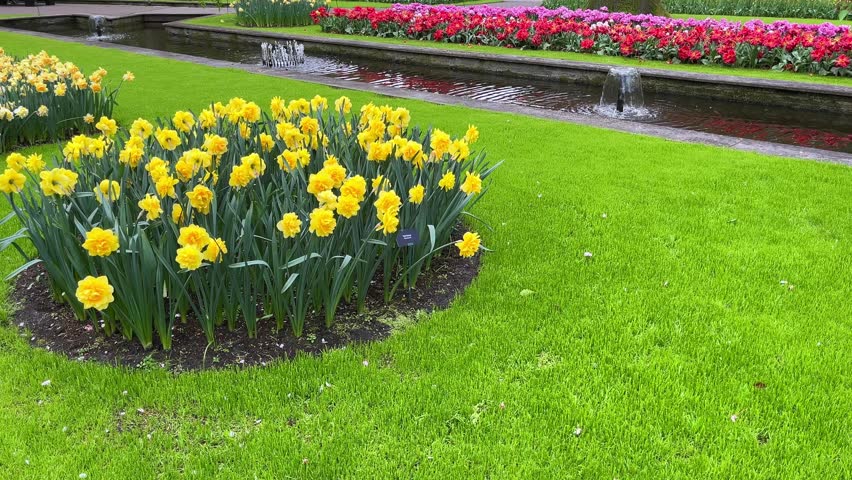 Bright yellow tulips blooming on flowerbed in world famous Keukenhof park in the Netherlands, popular tourist attraction to admire flowers in early spring, natural landscape, scenic public garden