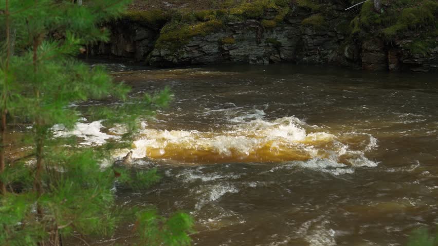 Freshwater mountain-forest river with a fast current and small rapids. The water is brown in color. Wildlife.