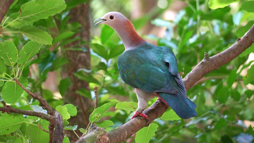 A Green Imperial Pigeon (Ducula aenea) perches on tree branch, looks around the surroundings, spreads its wings and flies away, close up shot.