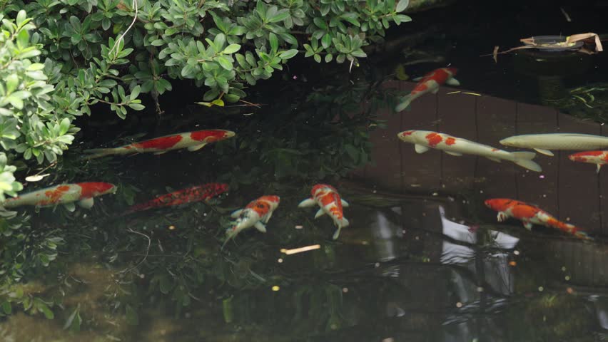 Koi fish swimming in garden pond with lush green foliage and reflections, tranquil ornamental water scene for zen, wellness and lifestyle themes