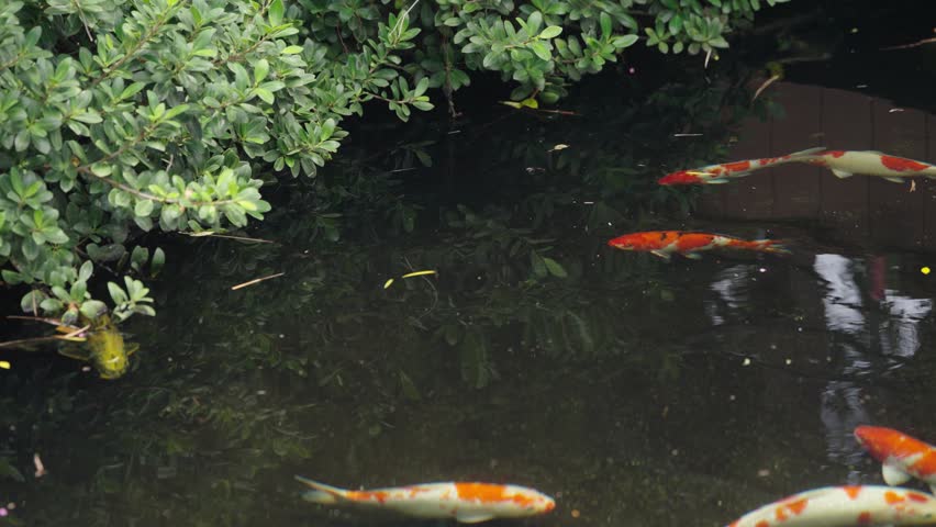 Koi fish swimming in garden pond with green plants and reflections, calm ornamental water scene for nature, zen and lifestyle themes
