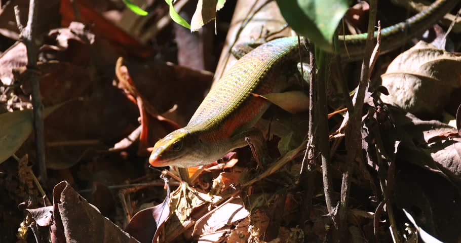 Many-lined sun skink resting on dry brown leaves on a tropical forest floor during daytime. Close-up shot showing iridescent scales and orange side stripe in natural sunlight.