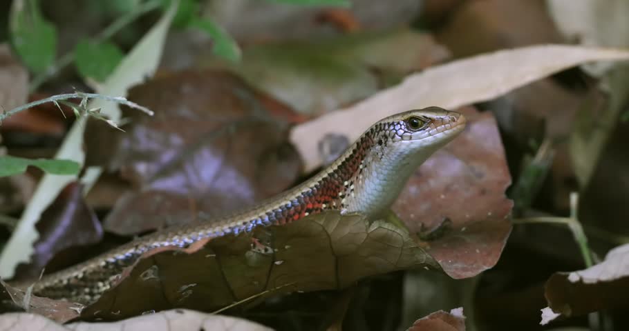 Skink lizard with reddish-brown stripe peeking through dry brown leaves on a forest floor during daytime. Close-up macro shot of reptile in natural habitat with shallow depth of field.