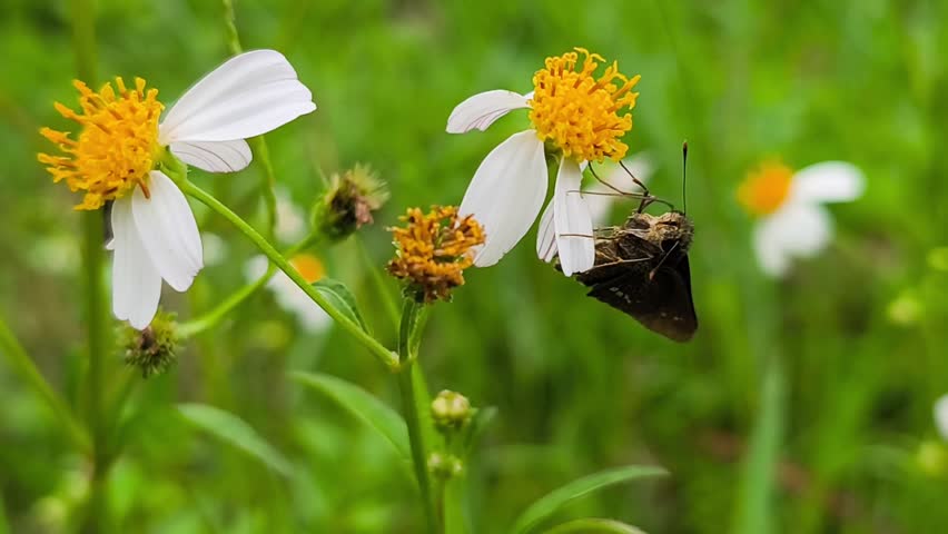 Dark moth rests on a white daisy flower. Yellow center contrasts with soft petals and green background. Natural setting suggests a quiet, sunlit meadow