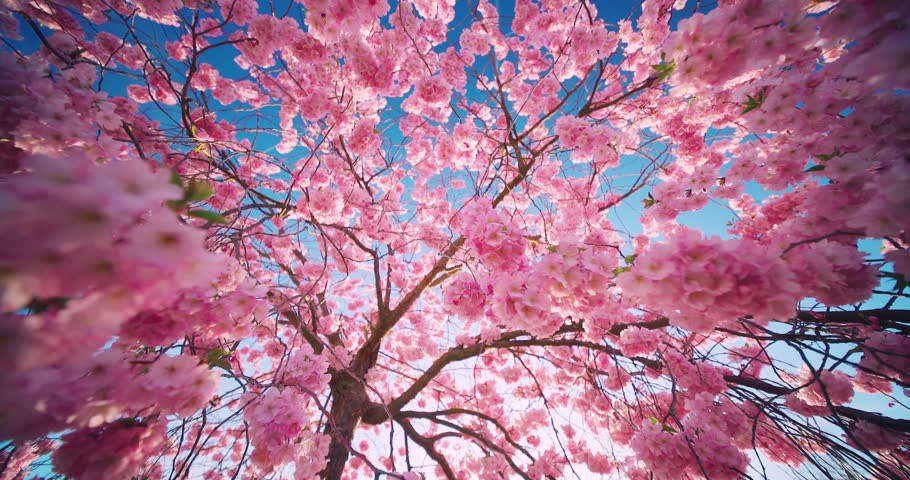 Slow motion cherry blossom tree with pink petals falling toward the camera. Sakura branches gently sway in spring breeze against clear blue sky, creating a calm and dreamy nature scene.