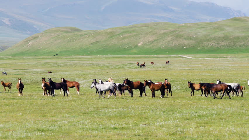 Herds Of Horses Roaming Freely Across The Plains In The Valley Of Kygryzstan. Wide Shot