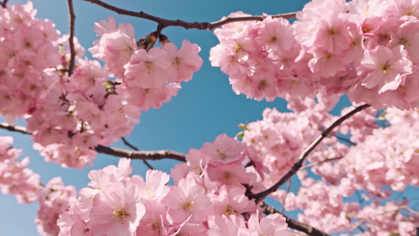 Forward camera movement flying through blooming cherry blossom branches in super slow motion. Soft pink flowers against clear blue sky create a dreamy, airy and peaceful spring atmosphere.