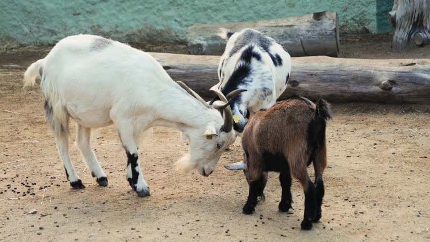 Goats interacting outdoors, goats walk in an enclosure on a farm.