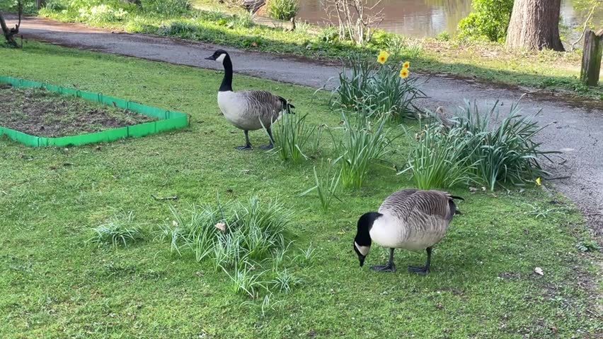 Two Geese Wondering And Feeding On Garden Lawn Next To Pondside Path