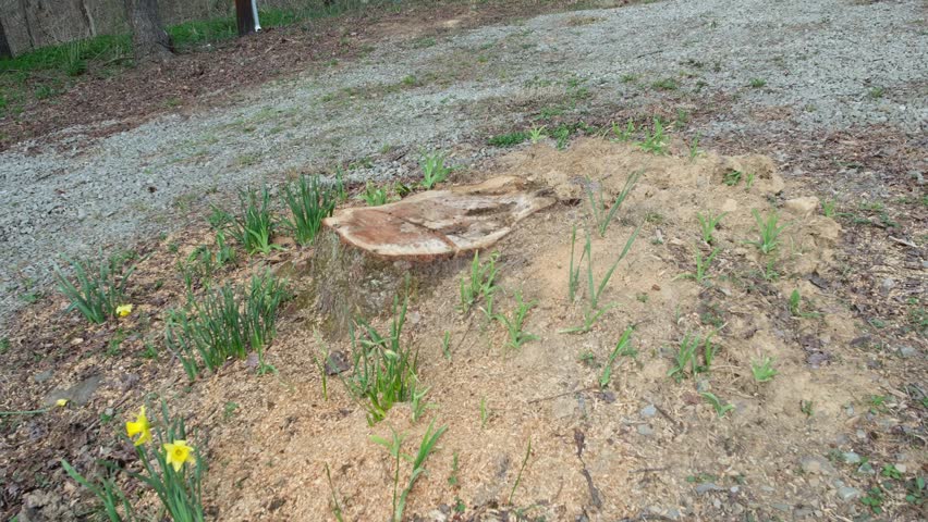 Rockwood, PA 4.4.2026. Fresh cut maple tree stump seen by a gravel road with budding spring daffodils surrounding it.