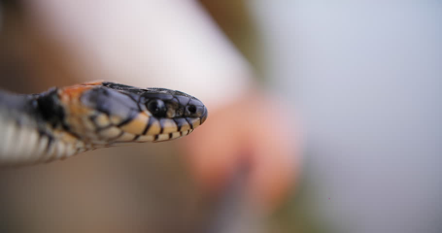 Snake head close up with blurred background