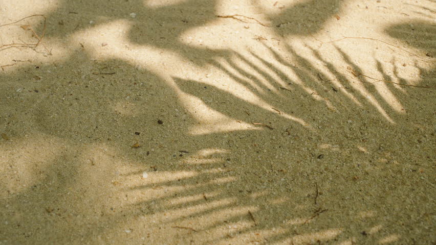 Close-Up of Palm Leaf Shadows on Sand Showing Detailed Light Play and Grainy Texture Natural Patterns and Light Play.