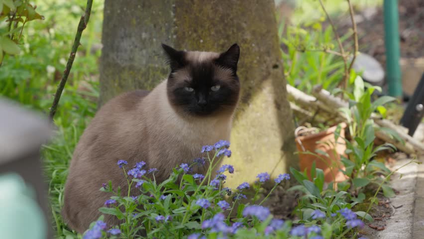 Peaceful Siamese Cat Sits Among Vibrant Forget-Me-Not Flowers in a Sunlit Spring Garden